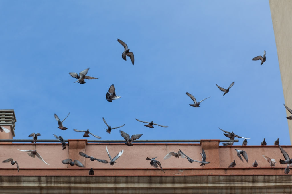 Pigeon Control, Pest Control in Poplar, Isle of Dogs, Millwall, E14. Call Now 020 8166 9746