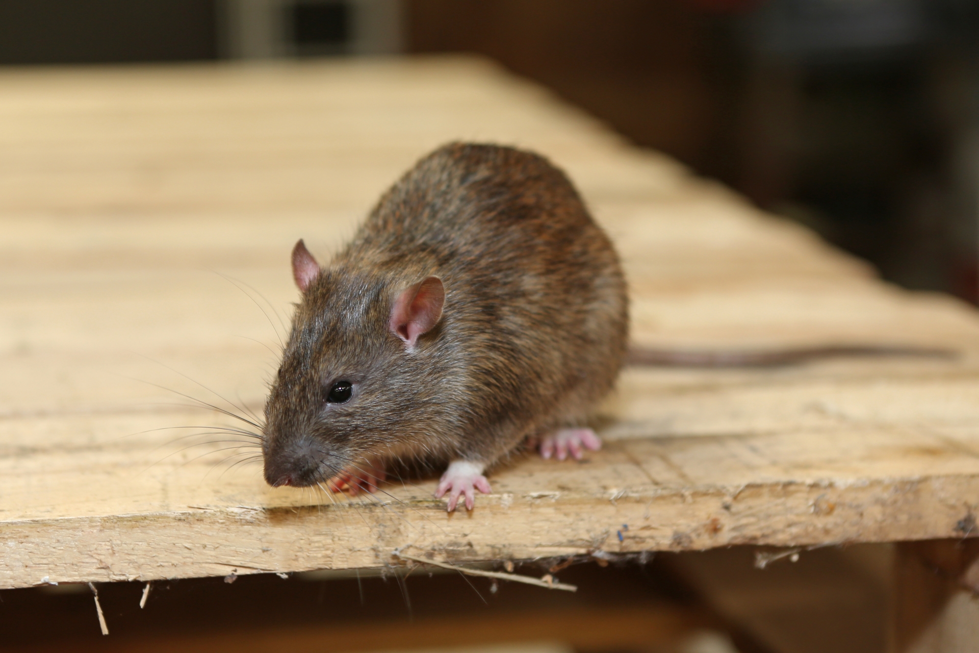 Rat Infestation, Pest Control in Poplar, Isle of Dogs, Millwall, E14. Call Now 020 8166 9746