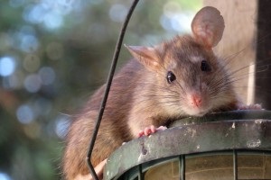 Rat Control, Pest Control in Poplar, Isle of Dogs, Millwall, E14. Call Now 020 8166 9746