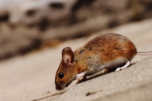 Mouse extermination, Pest Control in Poplar, Isle of Dogs, Millwall, E14. Call Now 020 8166 9746