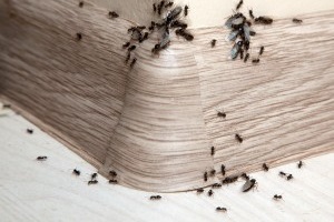 Ant Control, Pest Control in Poplar, Isle of Dogs, Millwall, E14. Call Now 020 8166 9746