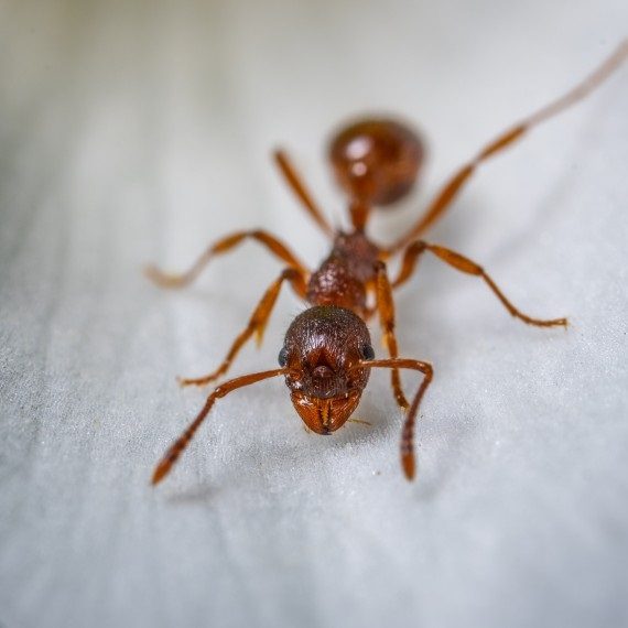 Field Ants, Pest Control in Poplar, Isle of Dogs, Millwall, E14. Call Now! 020 8166 9746