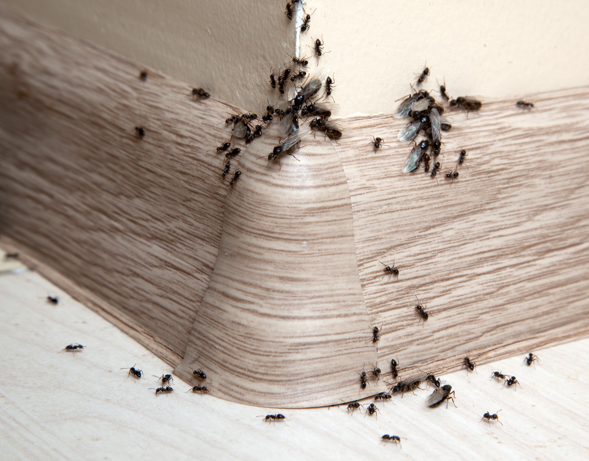 Ant Infestation, Pest Control in Poplar, Isle of Dogs, Millwall, E14. Call Now 020 8166 9746