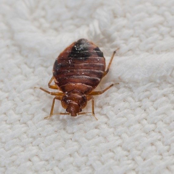 Bed Bugs, Pest Control in Poplar, Isle of Dogs, Millwall, E14. Call Now! 020 8166 9746
