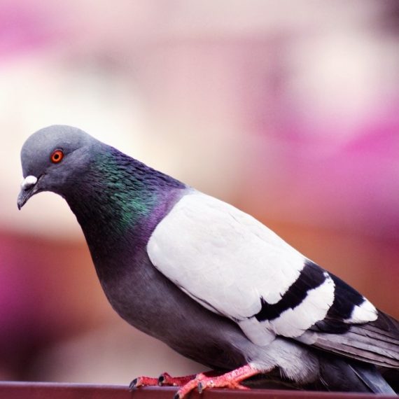 Birds, Pest Control in Poplar, Isle of Dogs, Millwall, E14. Call Now! 020 8166 9746
