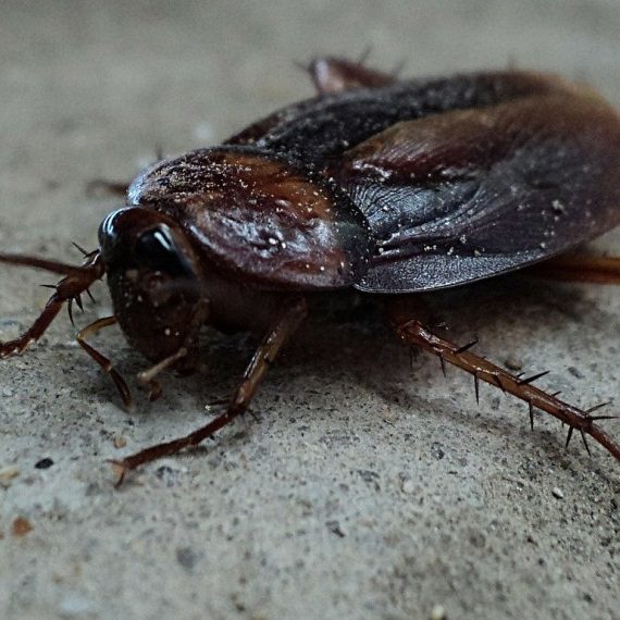 Cockroaches, Pest Control in Poplar, Isle of Dogs, Millwall, E14. Call Now! 020 8166 9746