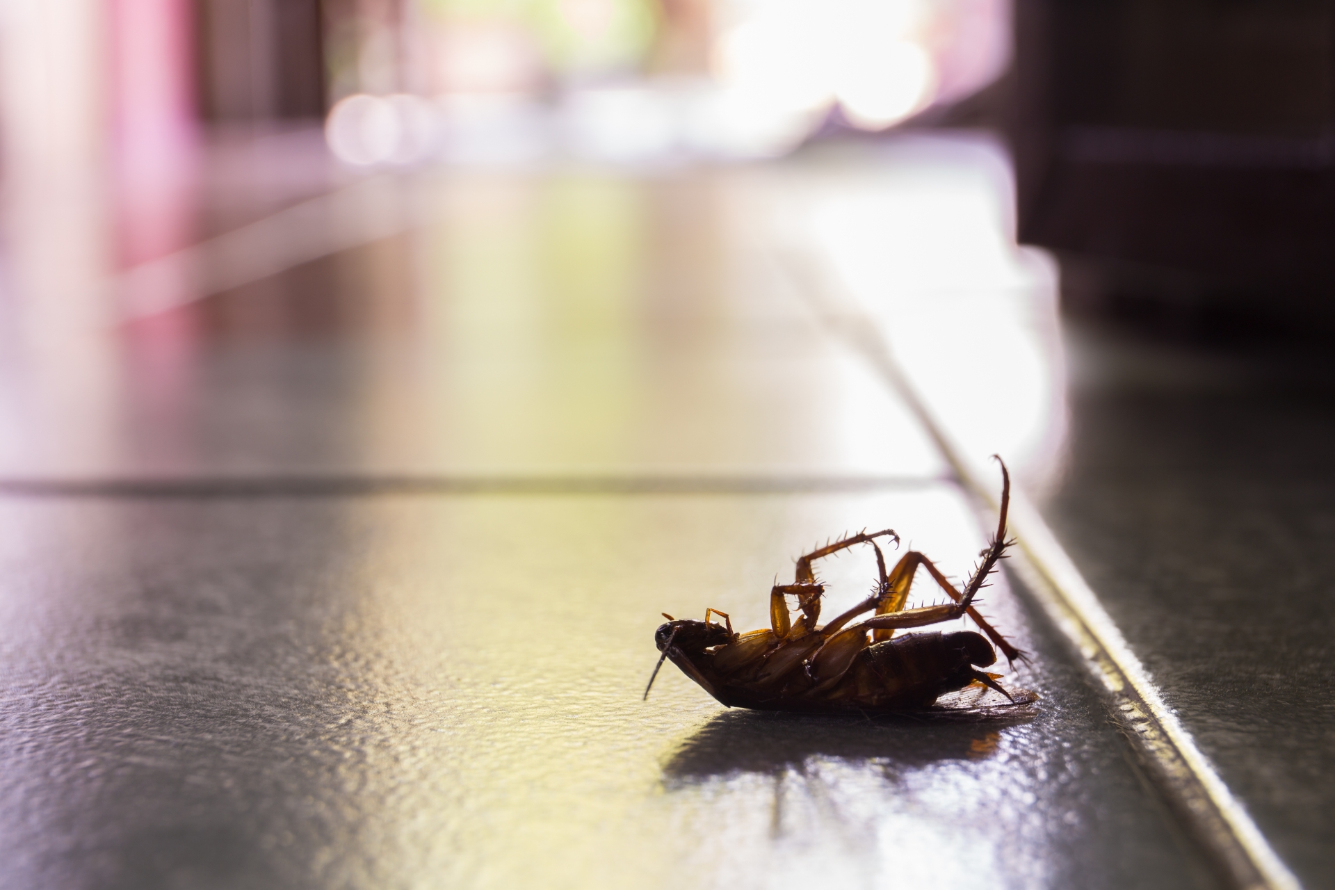 Cockroach Control, Pest Control in Poplar, Isle of Dogs, Millwall, E14. Call Now 020 8166 9746