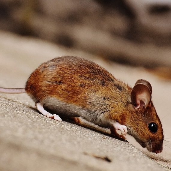 Mice, Pest Control in Poplar, Isle of Dogs, Millwall, E14. Call Now! 020 8166 9746