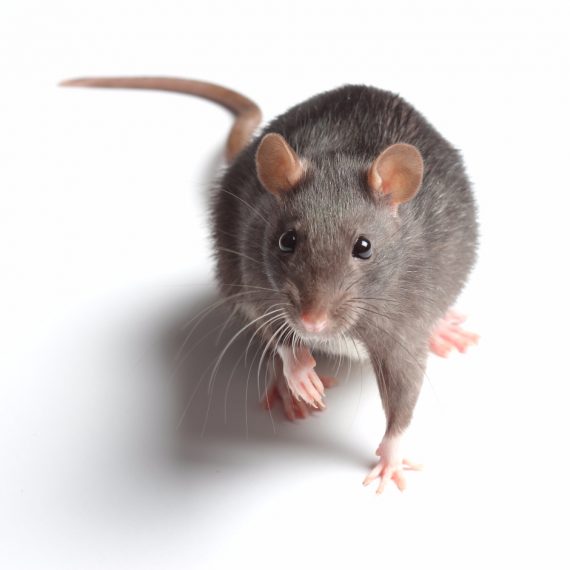 Rats, Pest Control in Poplar, Isle of Dogs, Millwall, E14. Call Now! 020 8166 9746