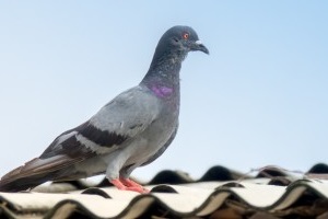 Pigeon Control, Pest Control in Poplar, Isle of Dogs, Millwall, E14. Call Now 020 8166 9746