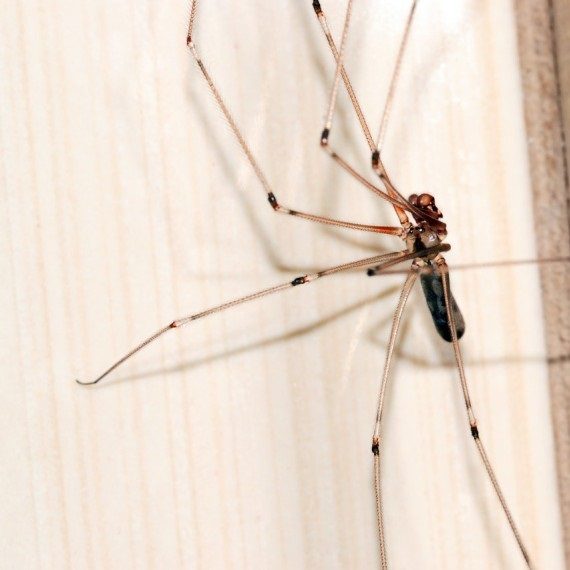 Spiders, Pest Control in Poplar, Isle of Dogs, Millwall, E14. Call Now! 020 8166 9746