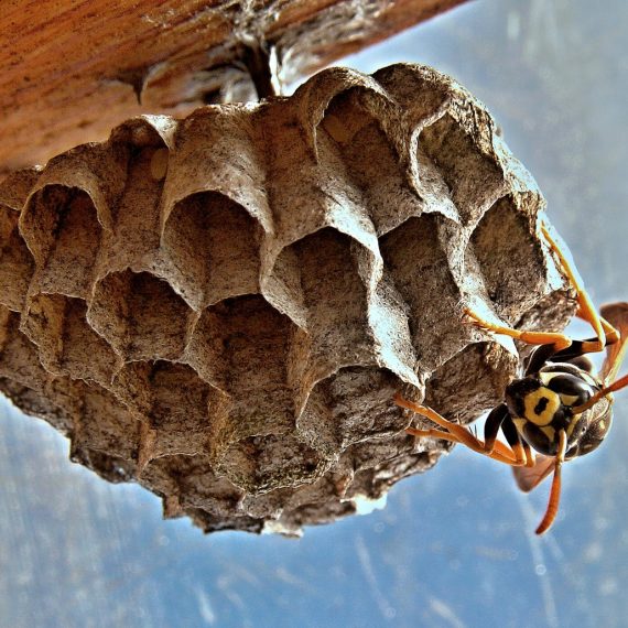Wasps Nest, Pest Control in Poplar, Isle of Dogs, Millwall, E14. Call Now! 020 8166 9746